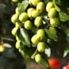 Planta de Azufaifo
