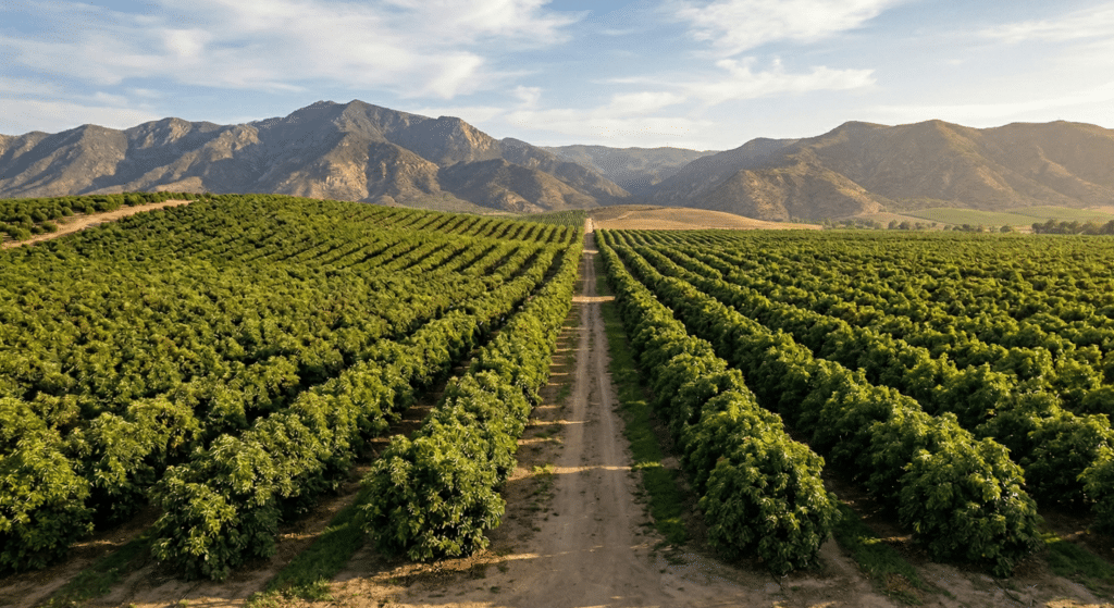 Aguacate California vs México: La batalla global por el mercado 2026 2 Aguacate California vs Mexico La batalla global por el mercado 2026
