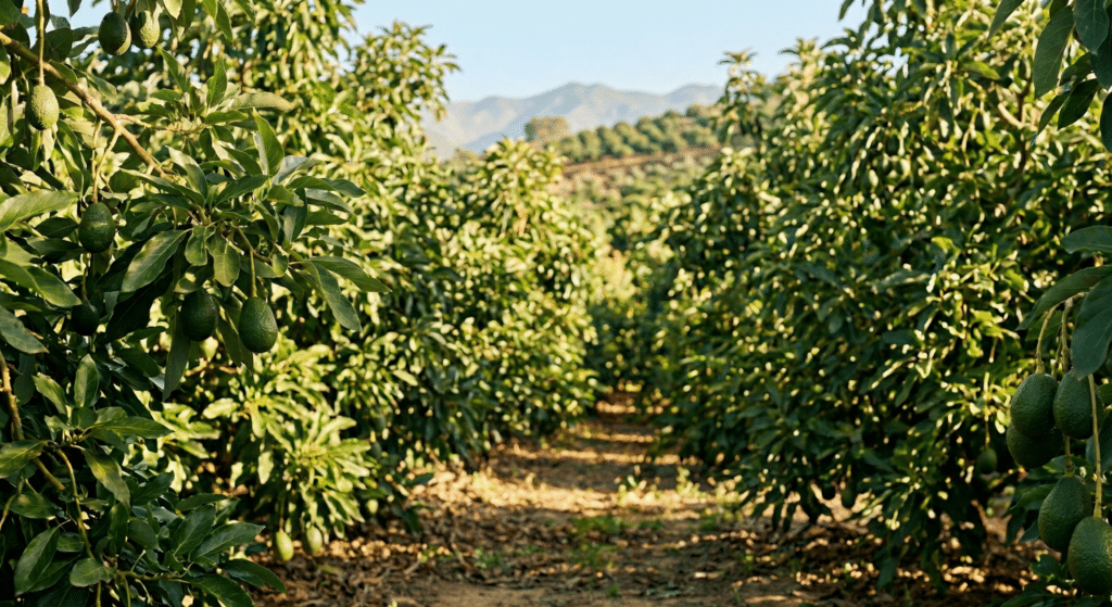 Relevo generacional Trops: Futuro del aguacate en Málaga 2026 2 Relevo generacional Trops Futuro del aguacate en Malaga 2026